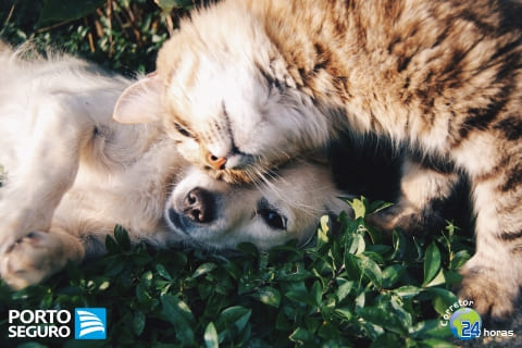 Plano de saúde para cães e gatos - Porto Pet